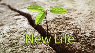 New Life